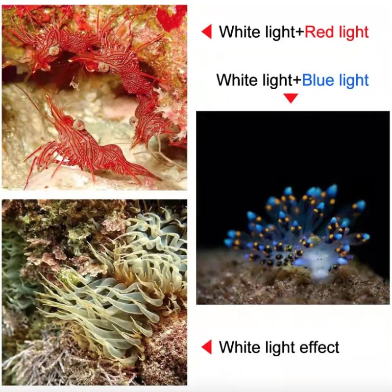D10 Super Bright dykkerlommelykt IPX8 vanntett undervannsfotografering lys 100m dyp robust flyaluminium design