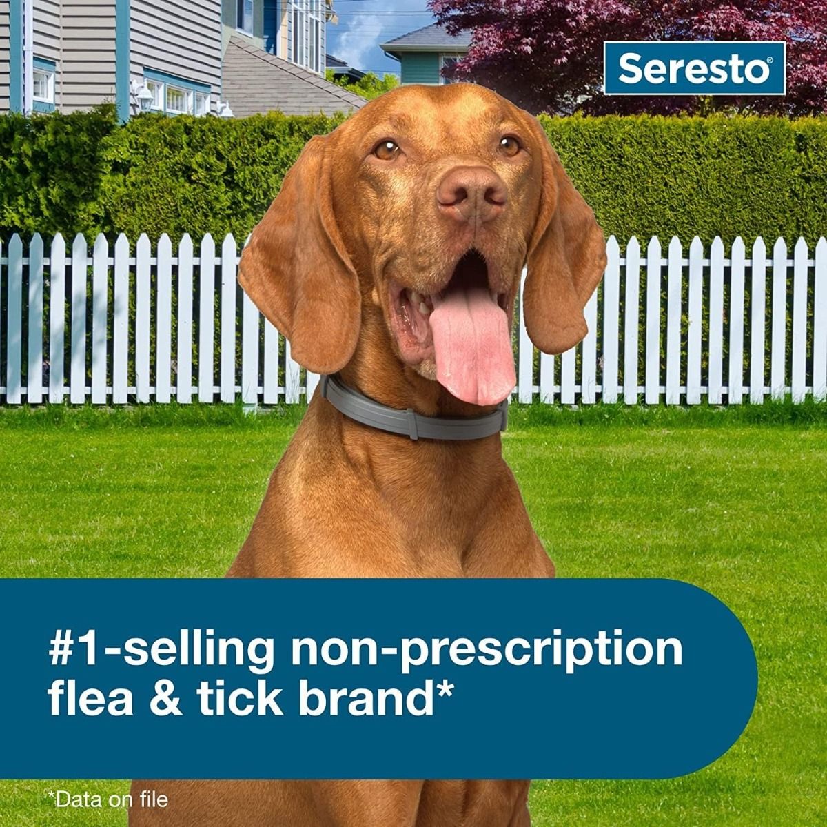 Seresto hund: Dreper lopper og flått i 8 måneder! Veterinæranbefalt halsbånd for store hunder.